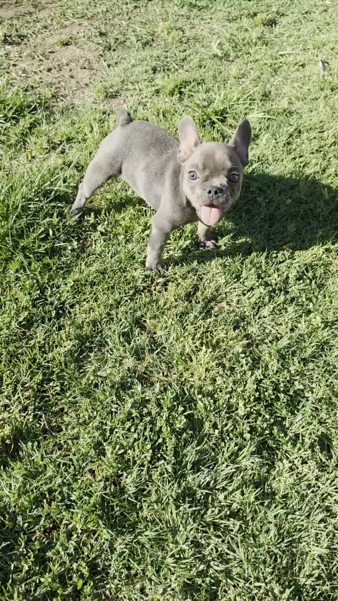 French Bulldog dogs for sale: French Bulldog 1 - Video 1