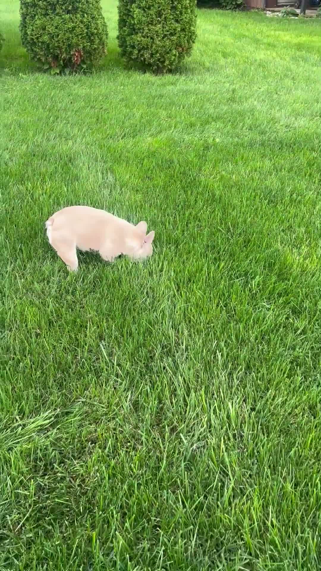 French Bulldog dogs for sale: Mila - Video 2