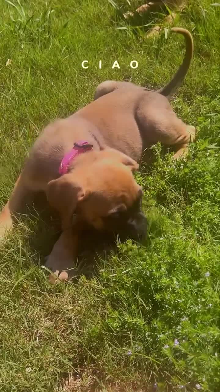 Cane Corso dogs for sale: Cane Corso Puppy 4 - Video 1