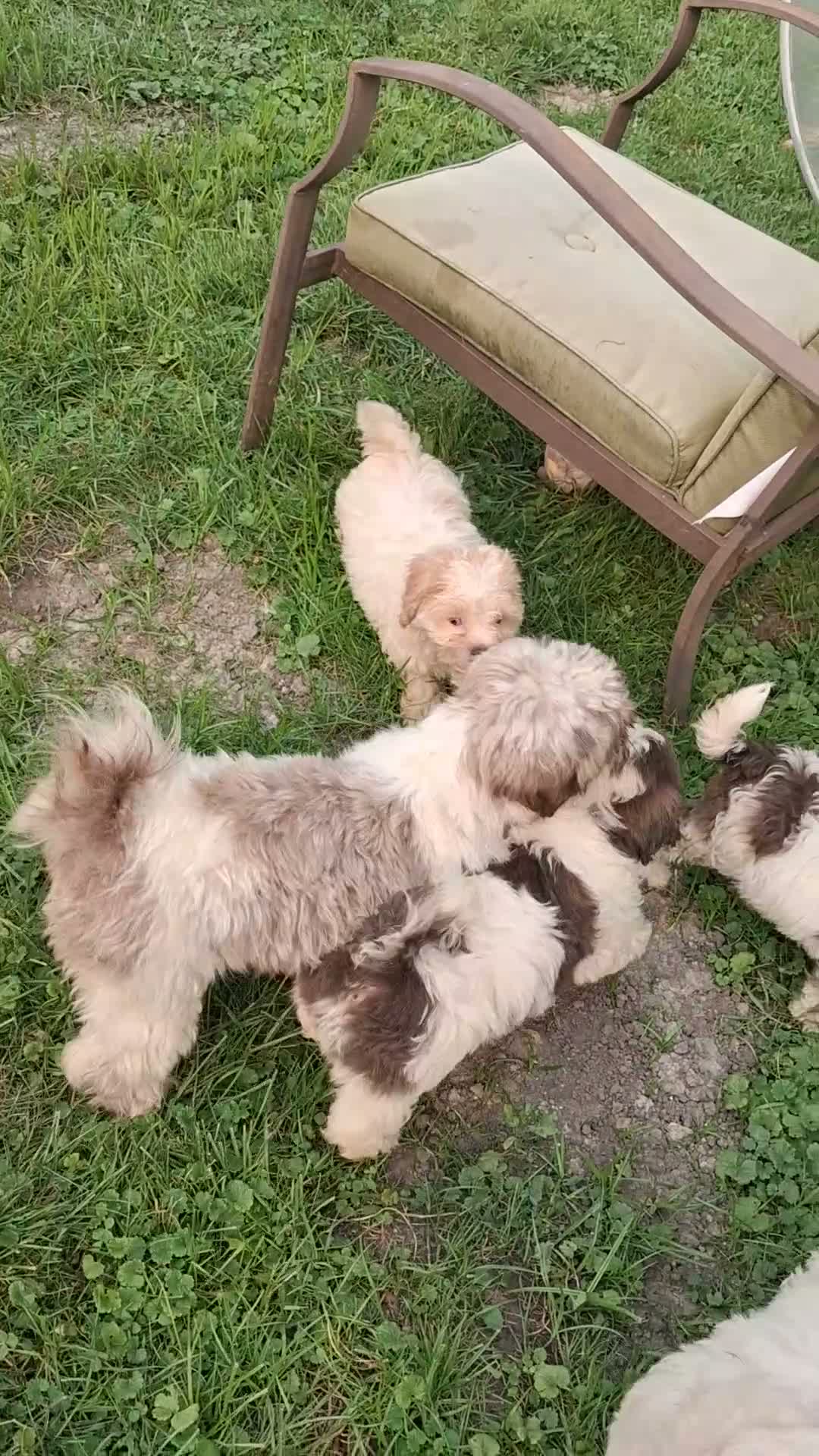 Shihpoo dogs for sale: Shihpoo 1 - Video 1