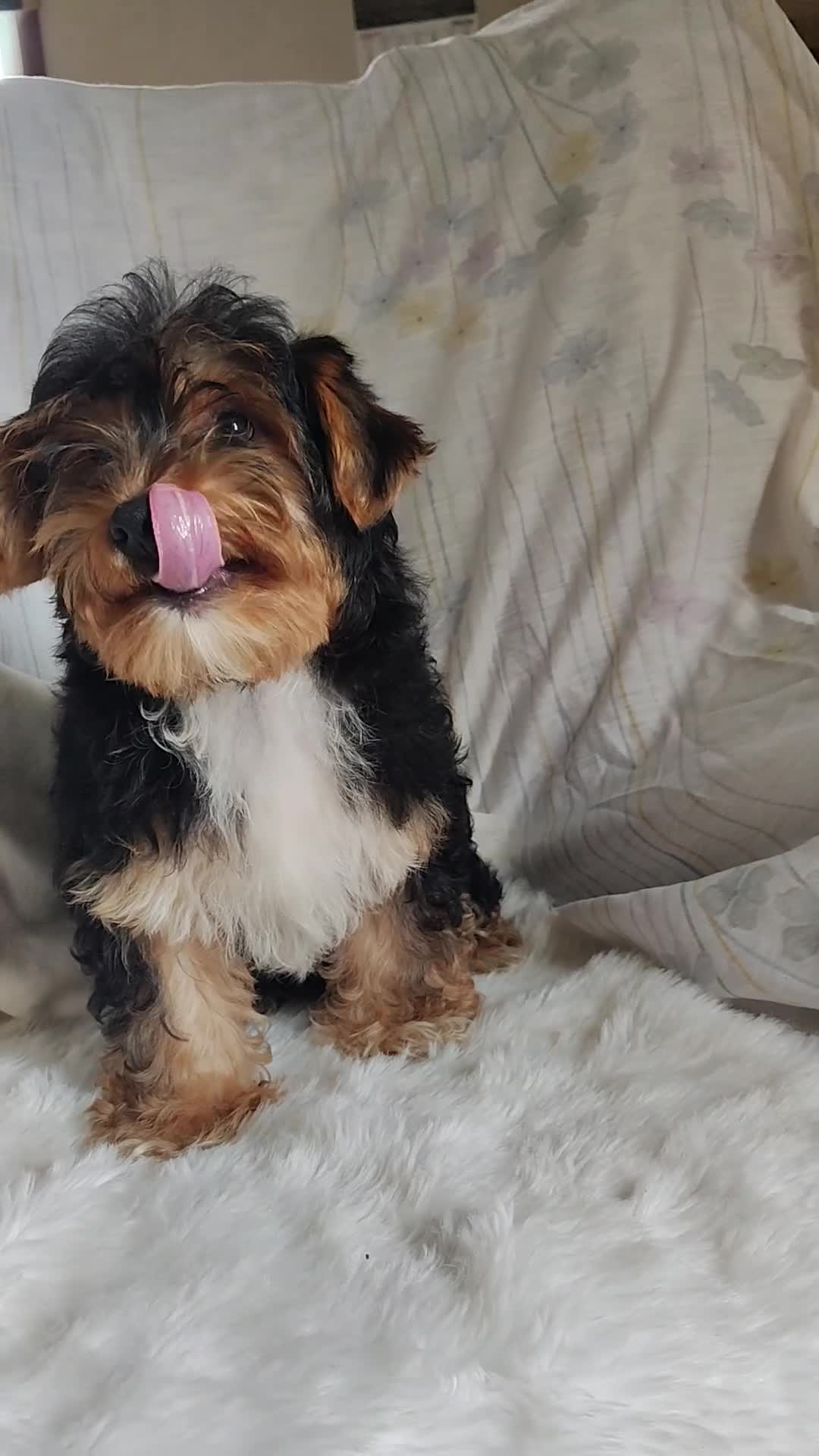 Yorkshire Terrier dogs for sale: Freddiola - Video 1