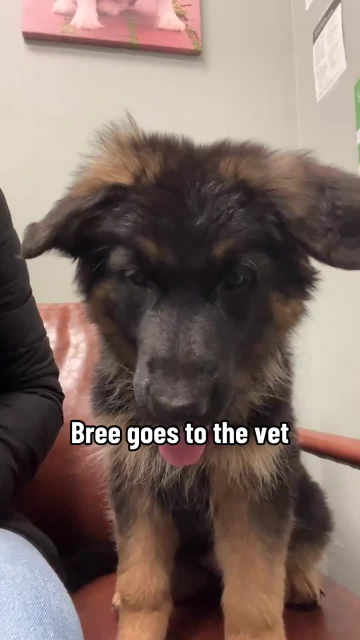 German Shepherd dogs for sale: Bree - Video 1