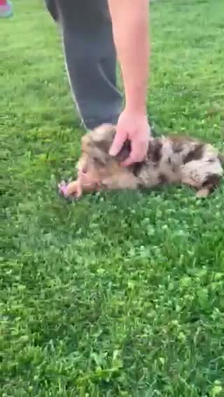 Mini Aussiedoodle dogs for sale: Bramble Mini Aussiedoodle  - Video 1