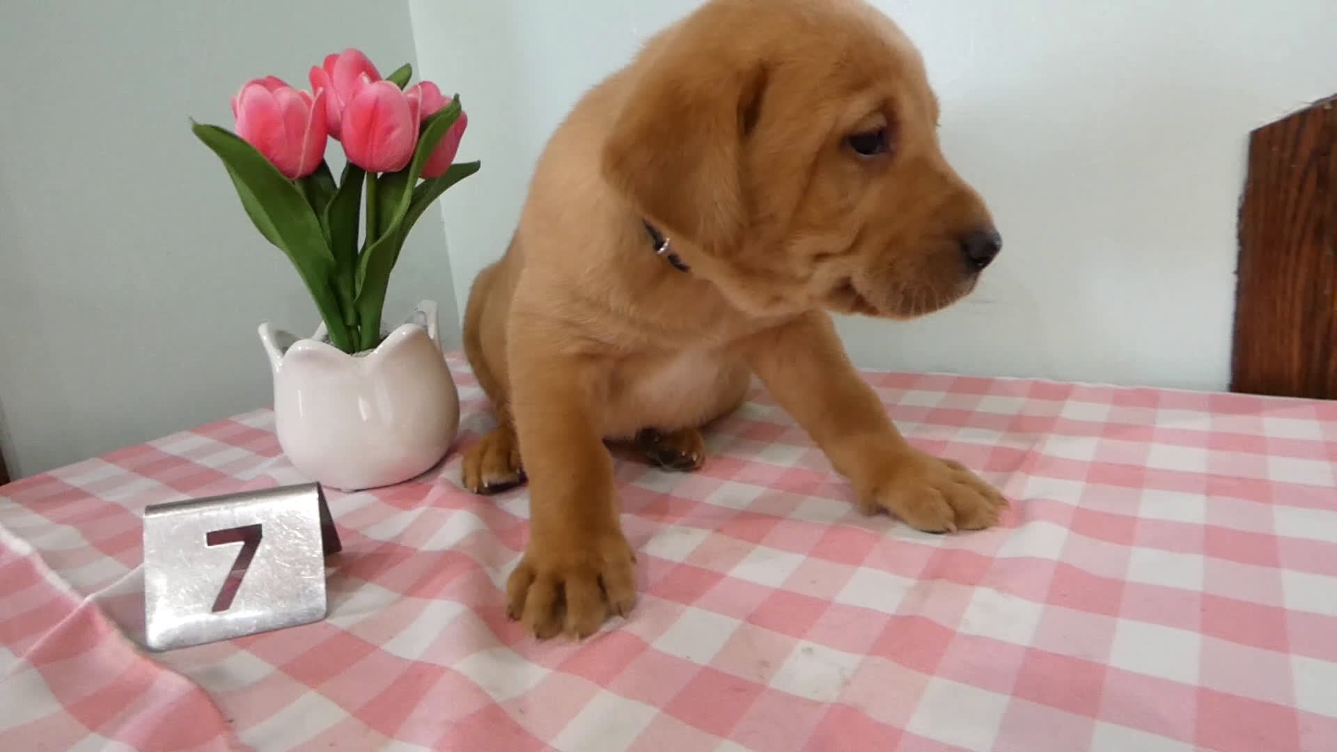 Labrador Retriever dogs for sale: Labrador Retriever Puppy 7 Max - Video 1