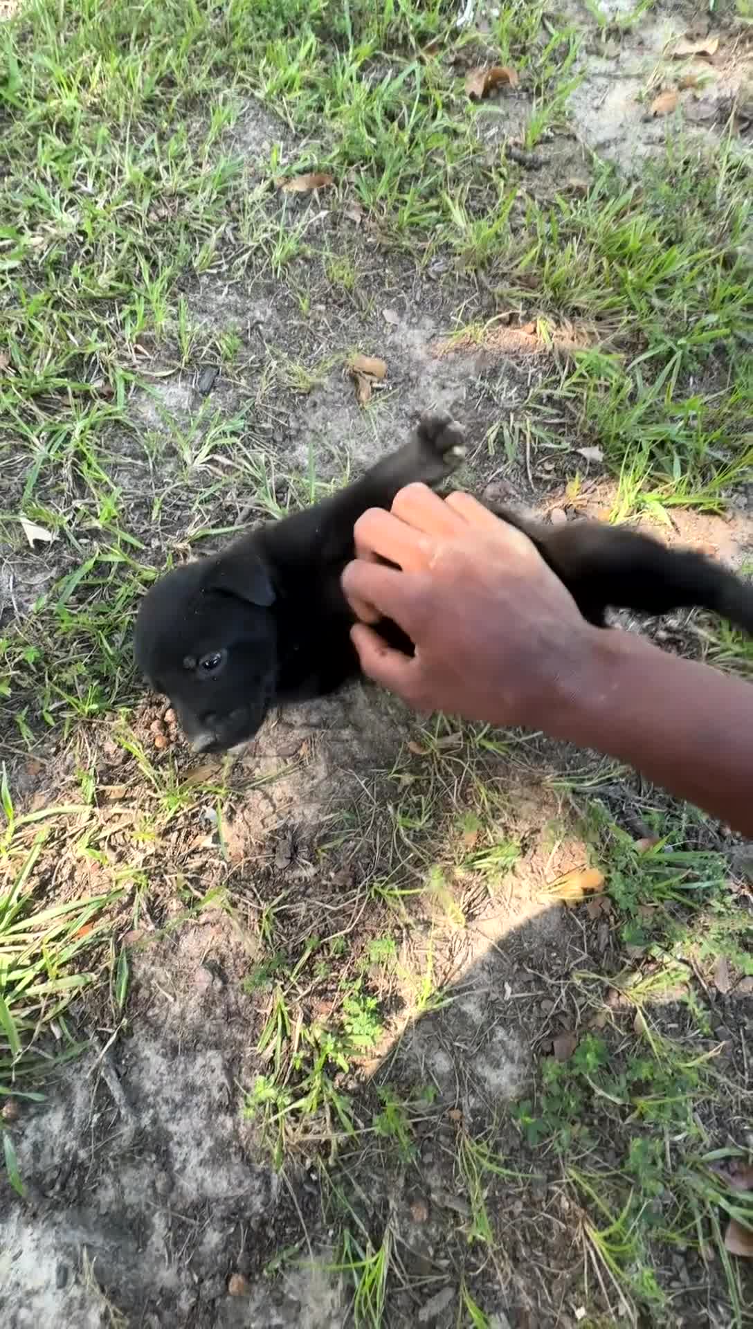 Mixed Breed dogs for sale: Mixed Breed 1 - Video 3
