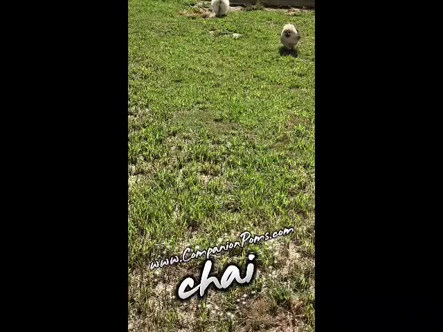 Pomeranian dogs for sale: Chai - Tiny Pom Boy - CH lines - See Video! - Video 3