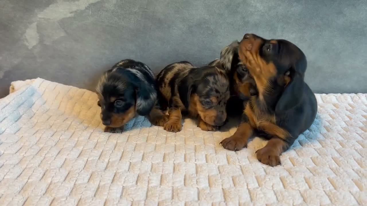 Miniature Dachshund dogs for sale: Selena - Video 1