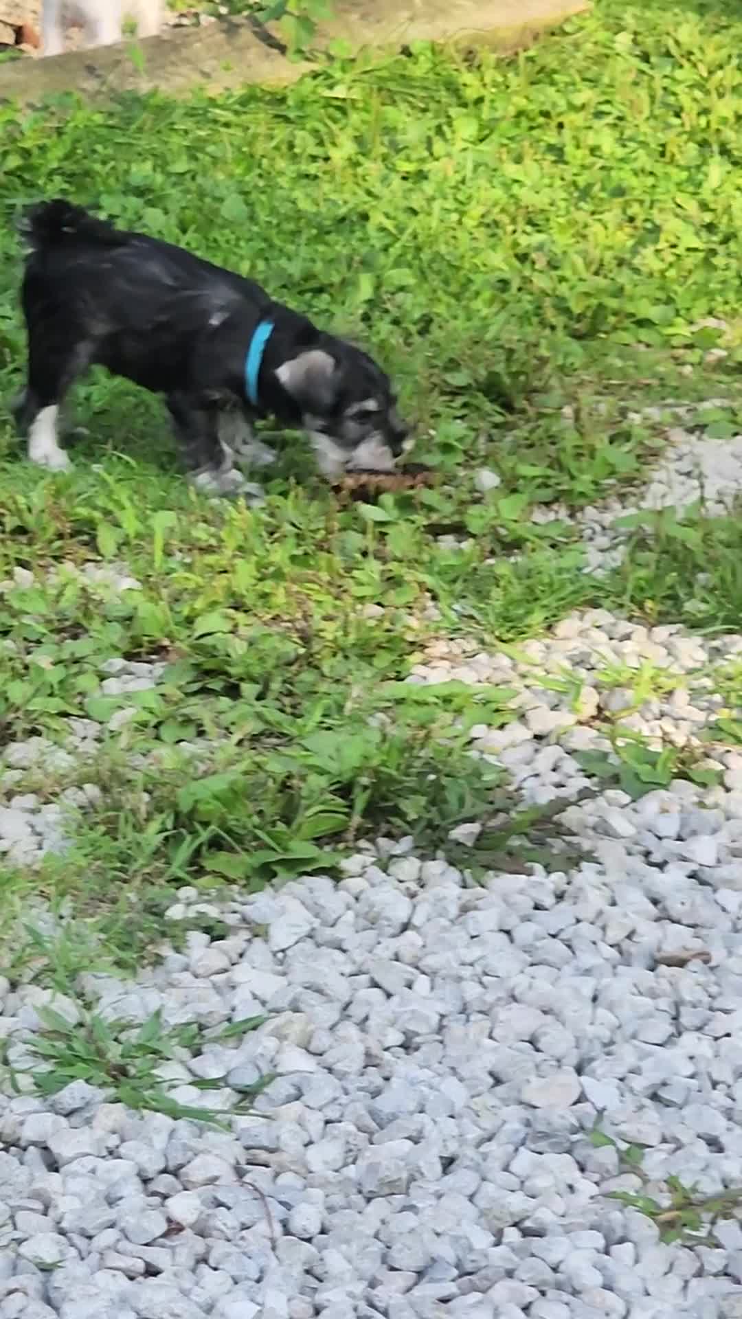 Miniature Schnauzer dogs for sale: Miniature Schnauzer 1 Rocco - Video 1