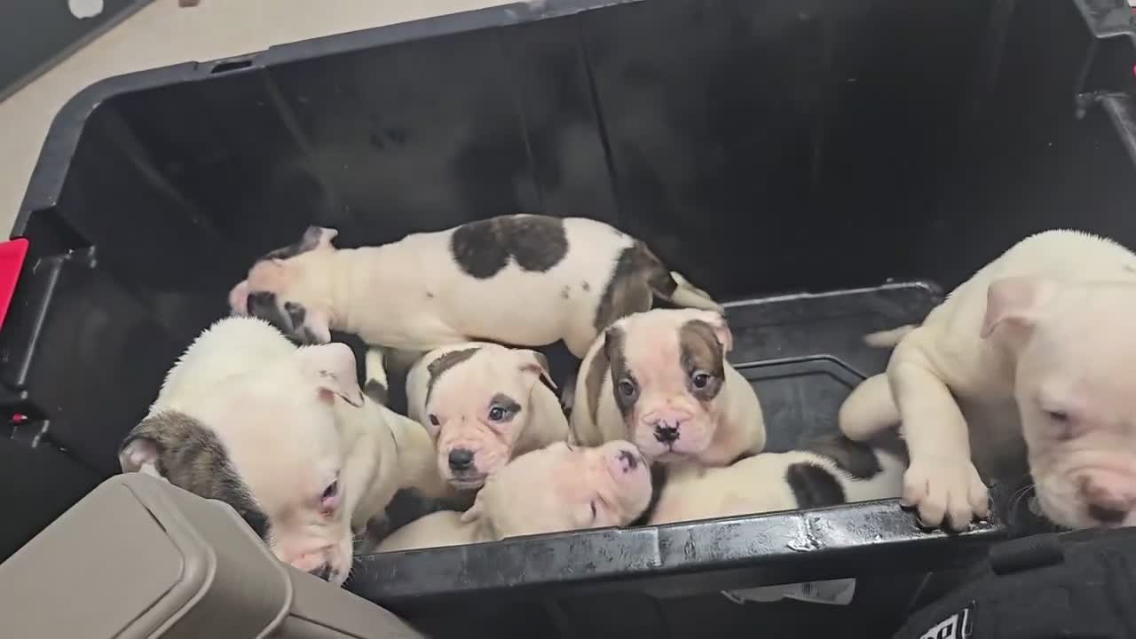 American Bulldog dogs for sale: American Bulldog 1 - Video 5