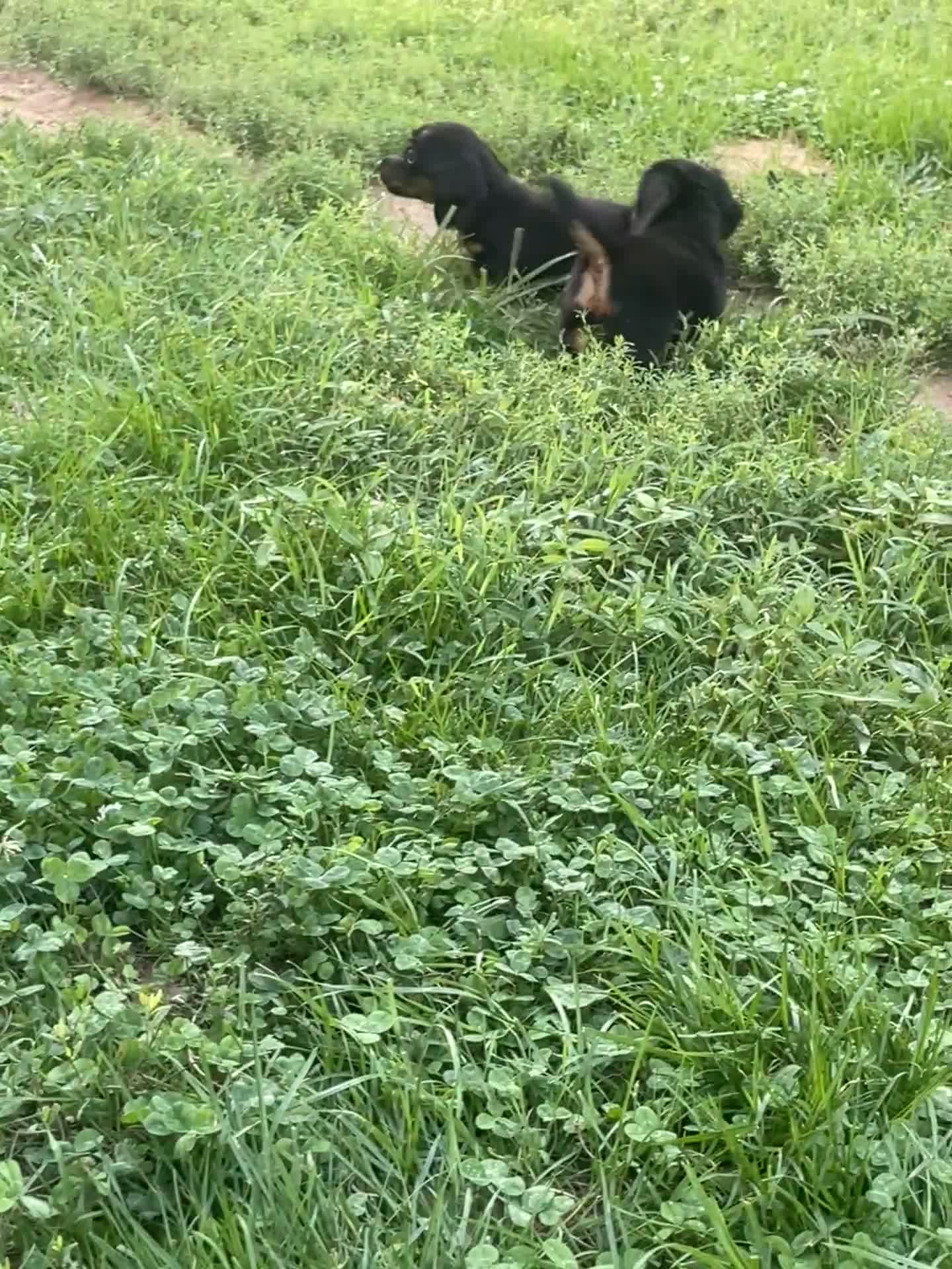 Miniature Dachshund dogs for sale: Leo  - Video 1
