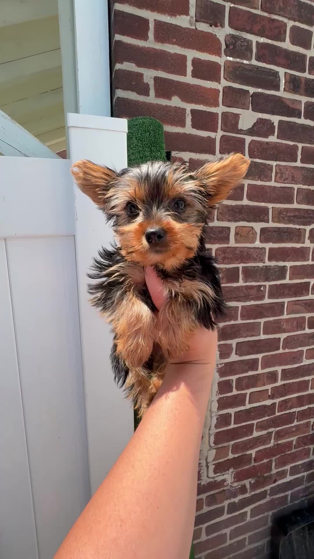 Yorkshire Terrier dogs for sale: Cash - Video 1