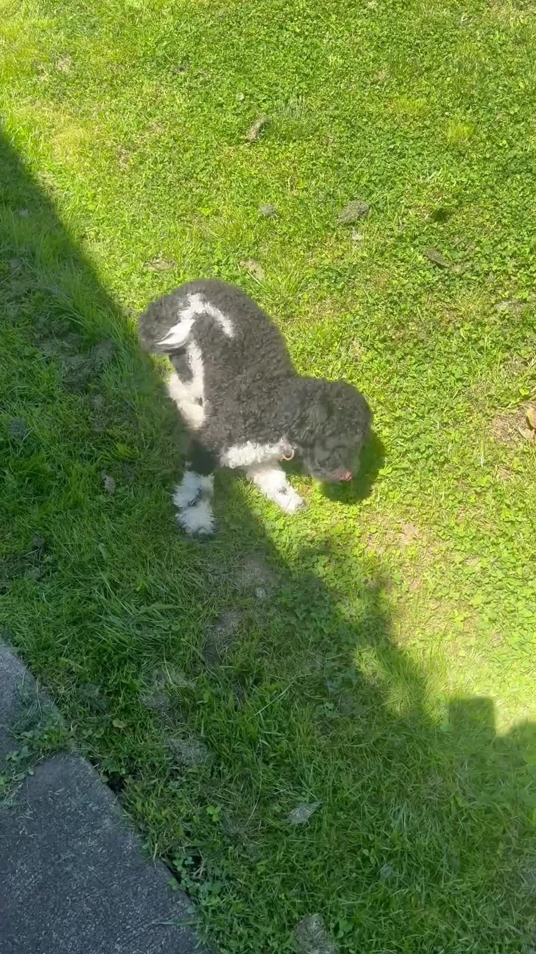 Cockapoo dogs for sale: Cockapoo 1 of 5 still available  - Video 1