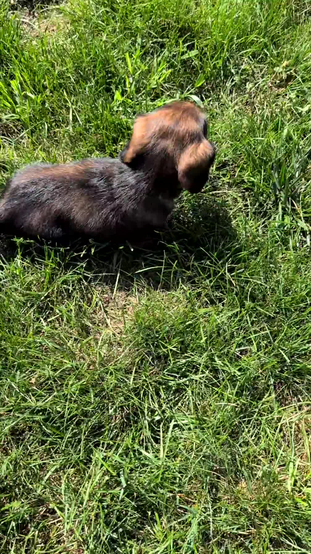 Miniature Dachshund dogs for sale: Rocco - Video 1