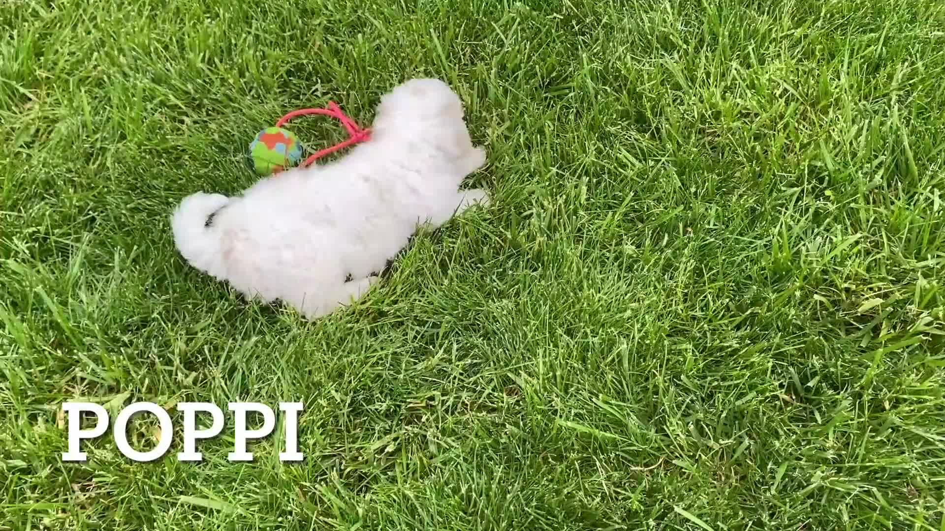 Bichpoo dogs for sale: Poppi - Video 2