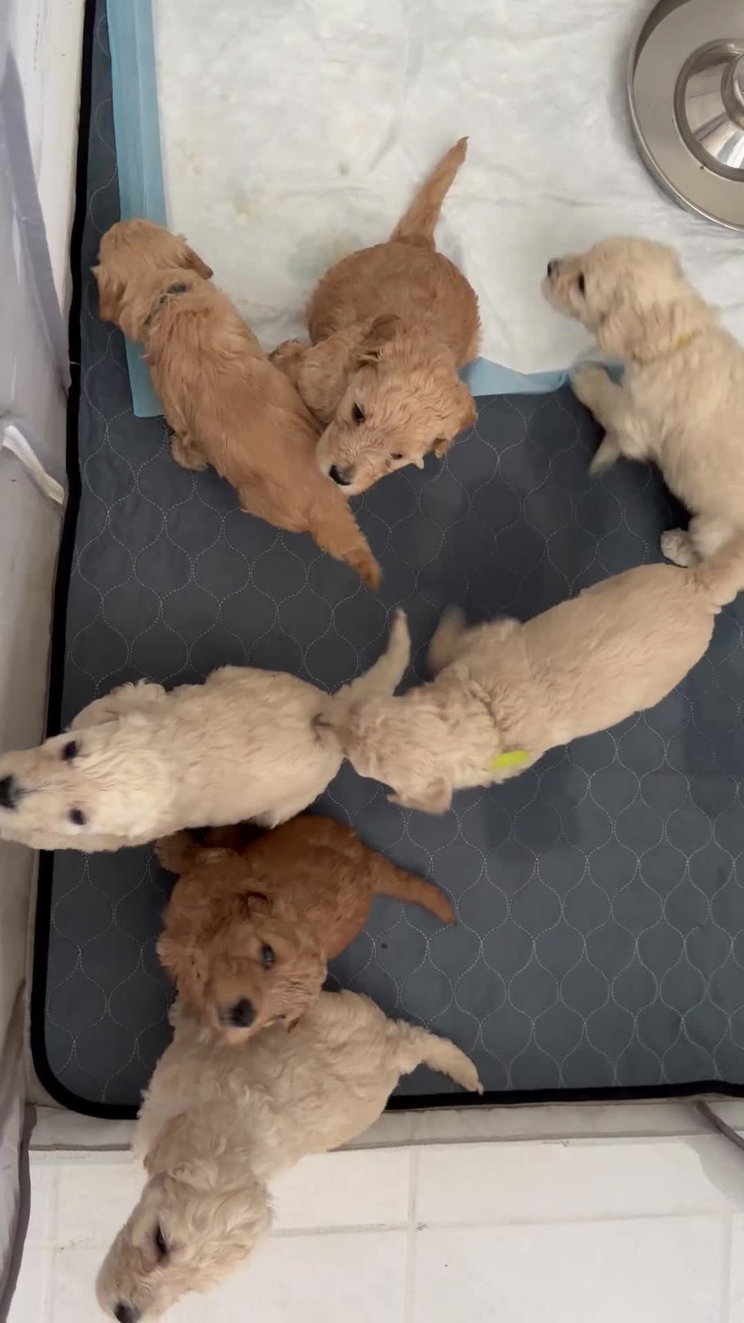 Goldendoodle dogs for sale: Goldendoodle (Light Brown) - Video 1