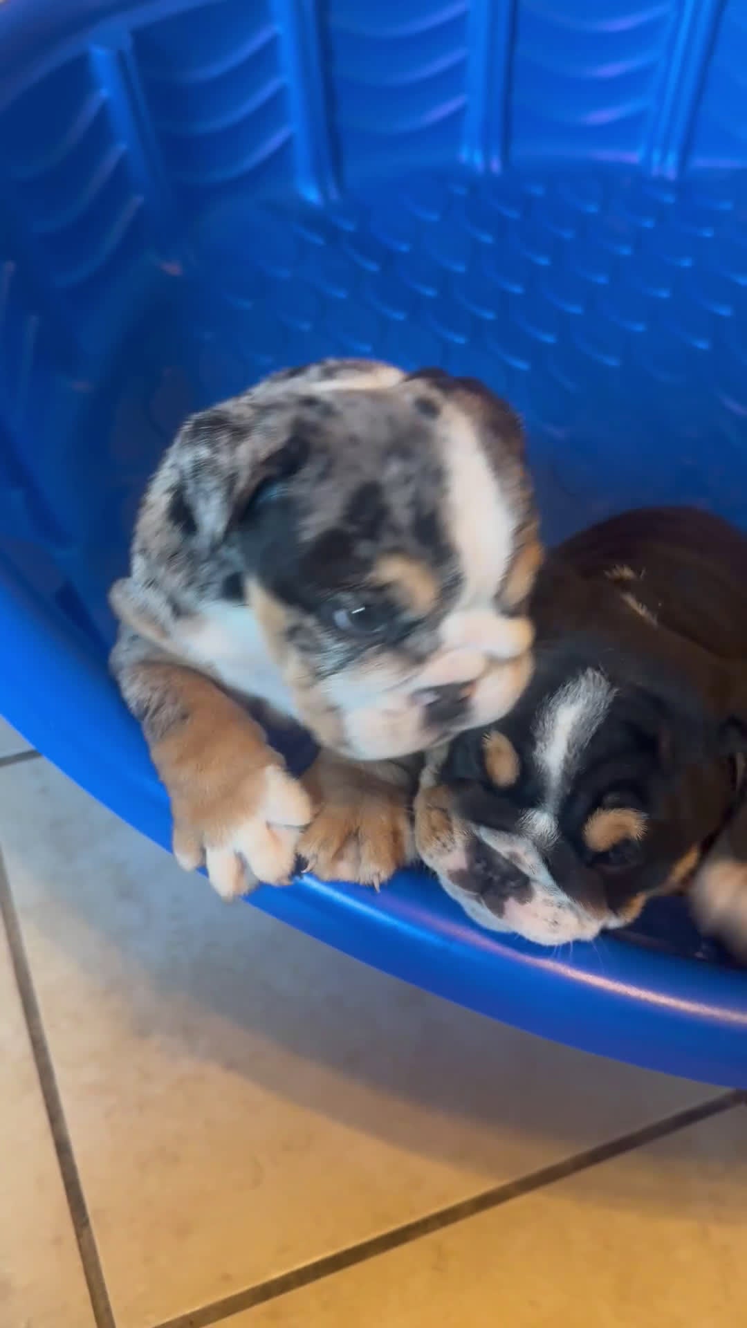 English Bulldog dogs for sale: English Bulldog Puppy 3 - Video 3