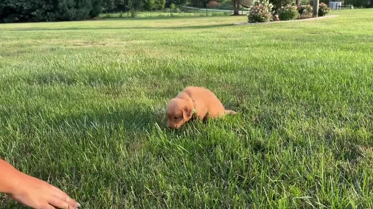 Golden Retriever dogs for sale: AKC Mr Milo - Video 1