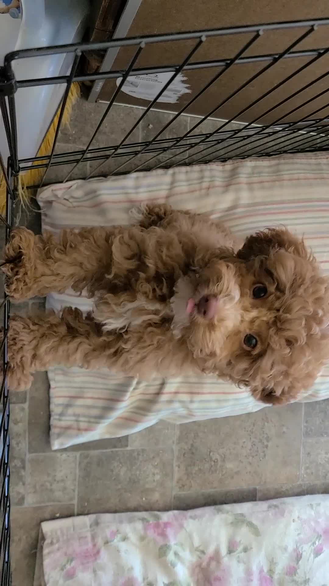 Miniature Poodle dogs for sale: Buck - Video 1