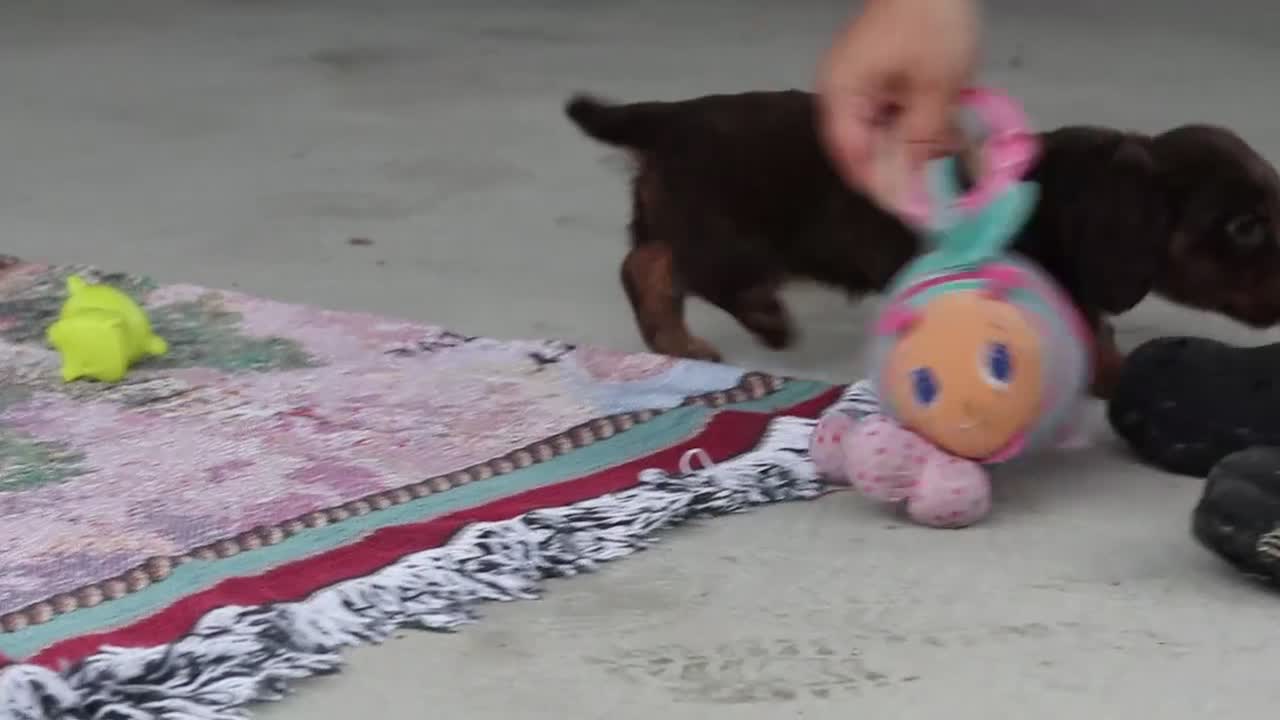 Miniature Dachshund dogs for sale: Rylie - Video 3