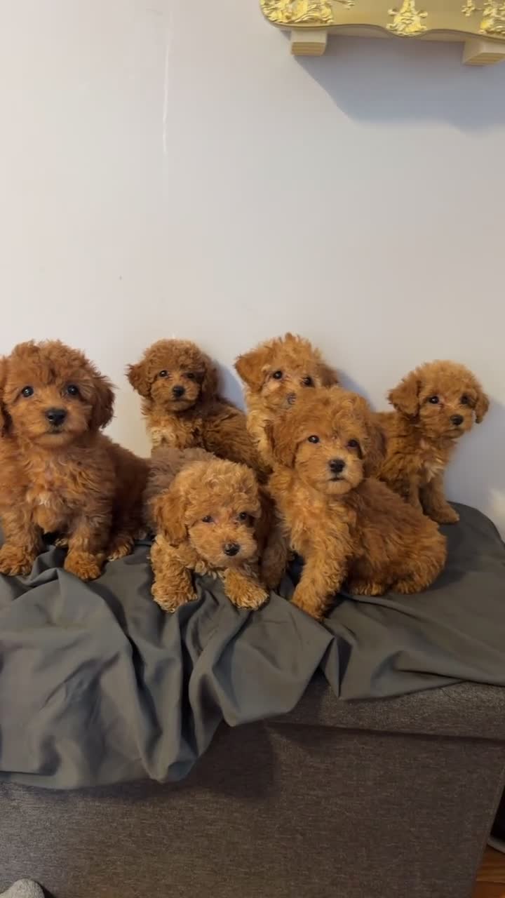 Toy Poodle dogs for sale: Toy Poodle 4 - Video 1