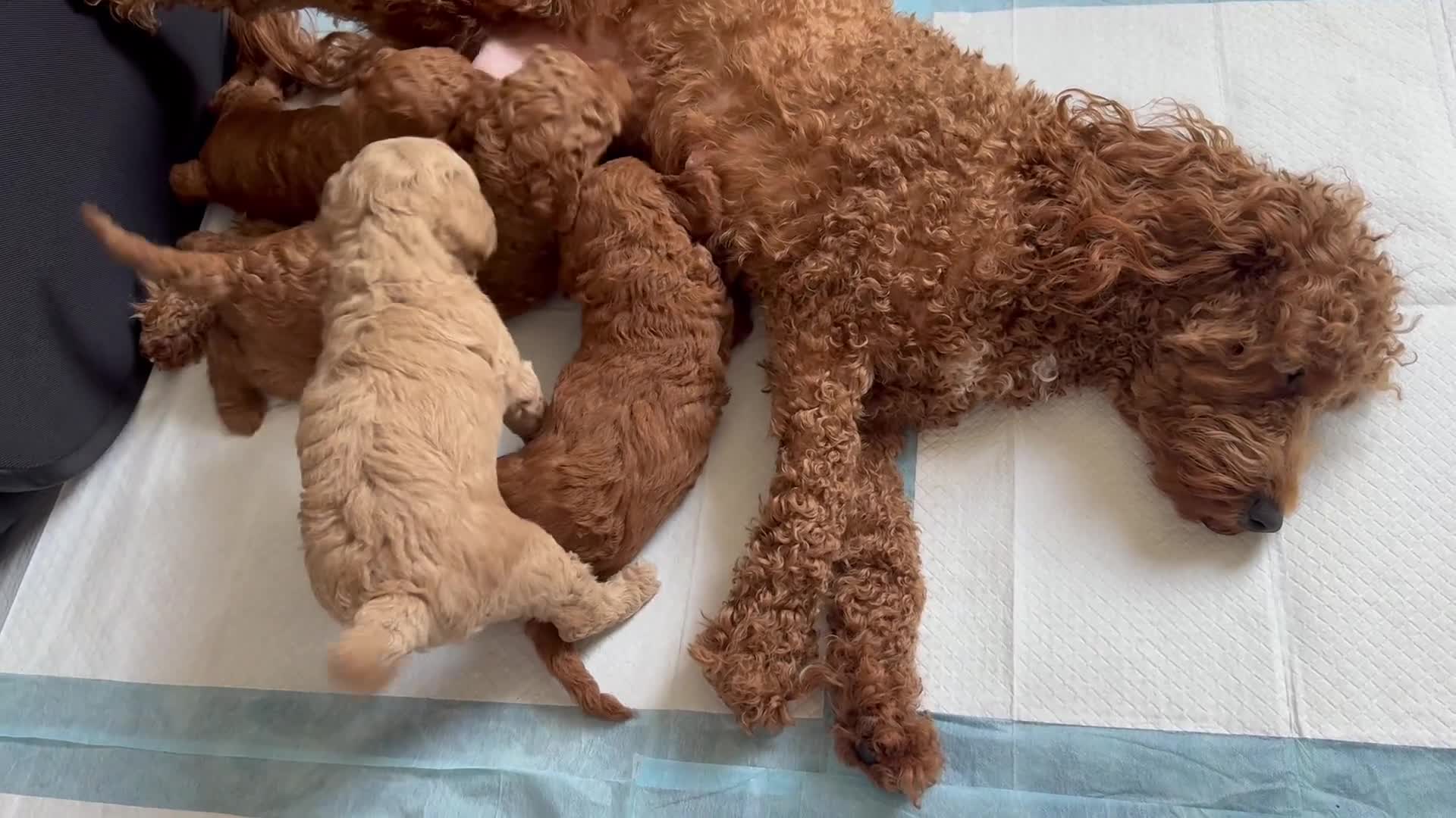 Mini Goldendoodle dogs for sale: Rory - Video 1