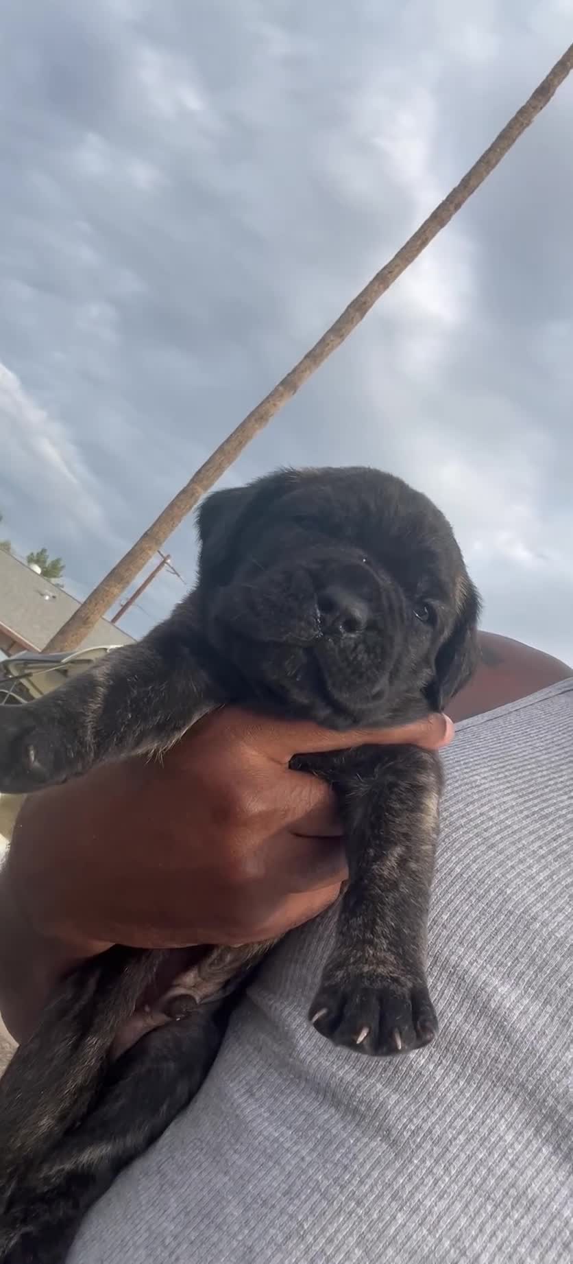 Cane Corso dogs for sale: Black jack  - Video 2