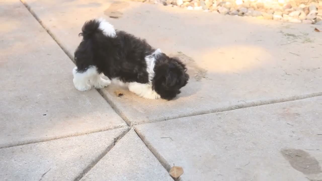 Havanese dogs for sale: Goldie Havanese  - Video 1