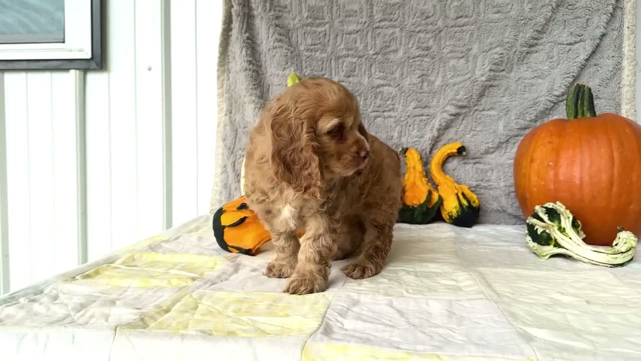 Cocker Spaniel dogs for sale: Penelope - Video 1