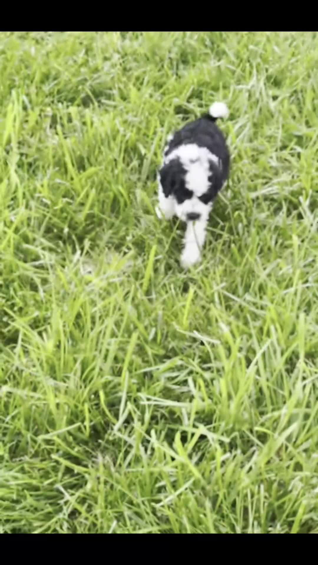 Maltipoo dogs for sale: Zoie - Video 1