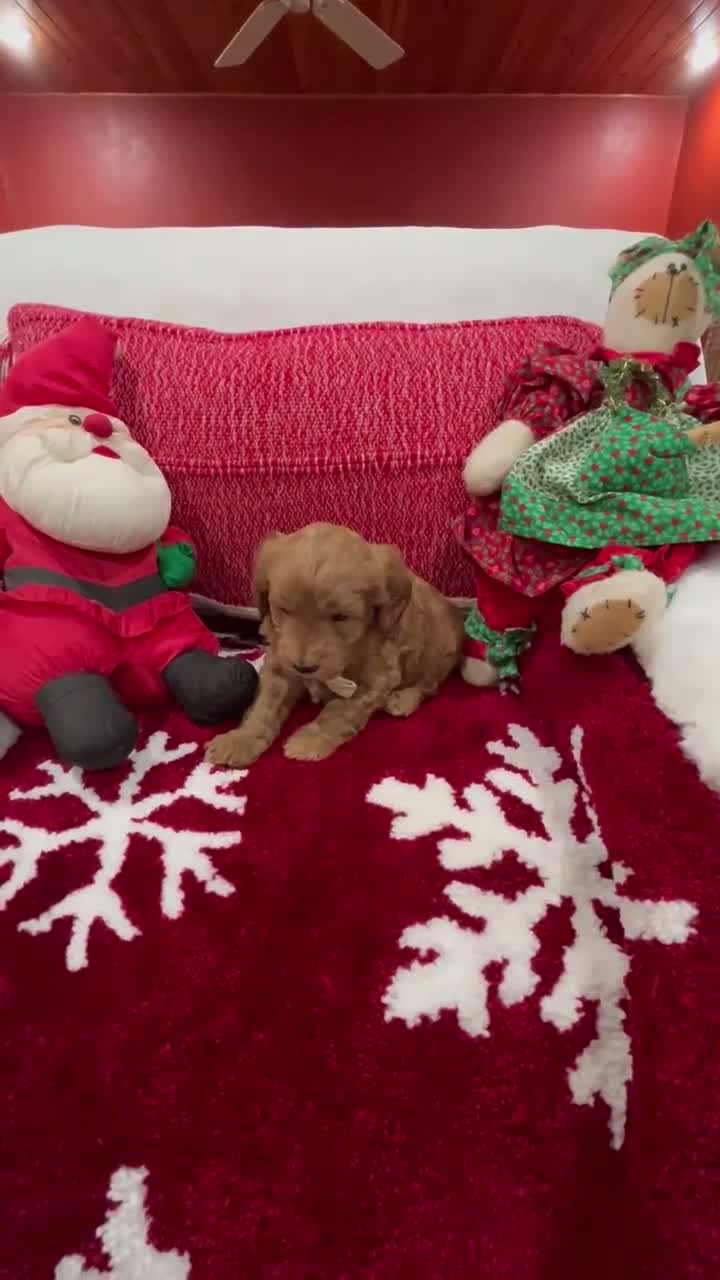 Mini Goldendoodle dogs for sale: Petite Mini Goldendoodle Luca - Video 1