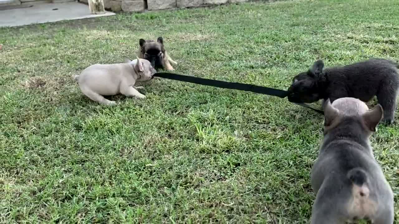French Bulldog dogs for sale: Lucas  - Video 1
