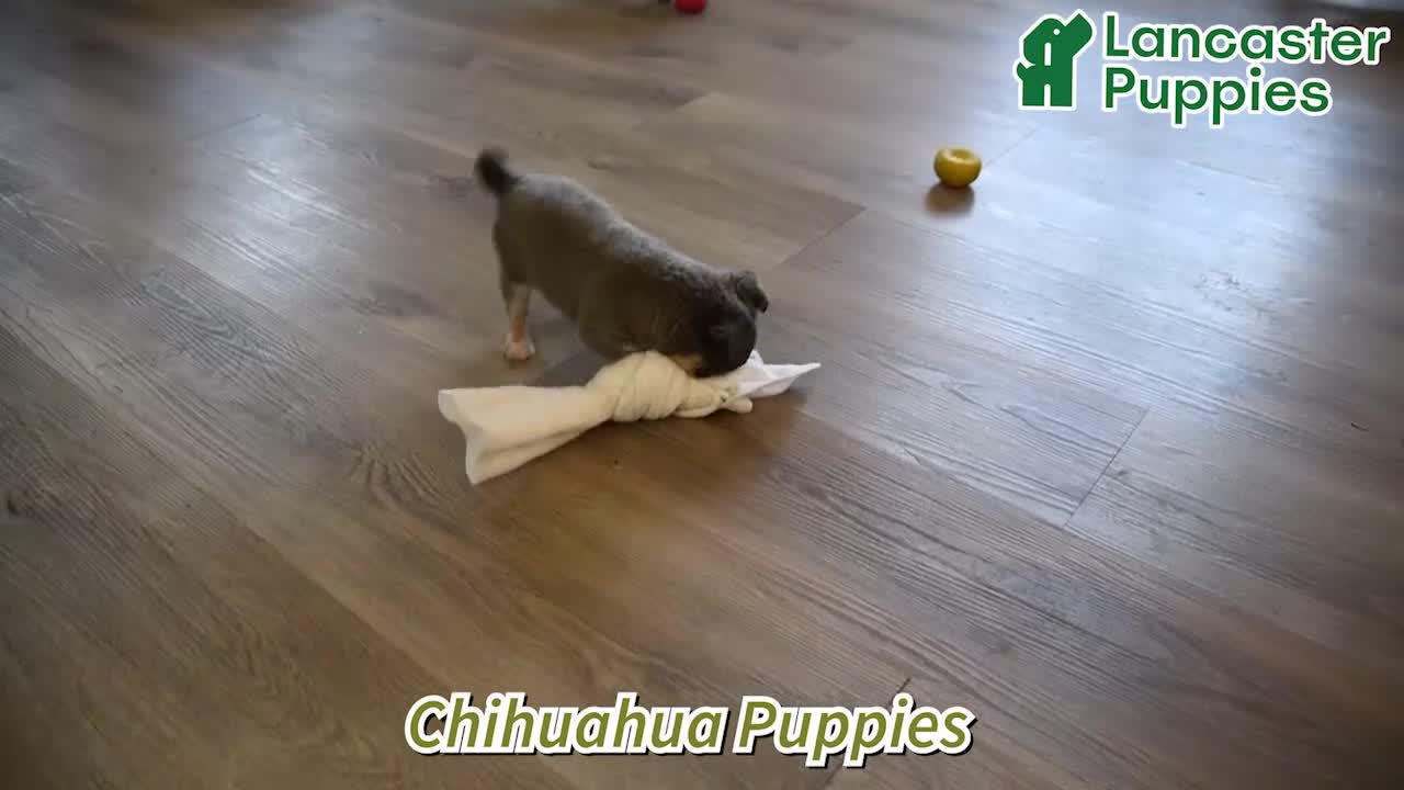 Chihuahua dogs for sale: Fritz - Video 1