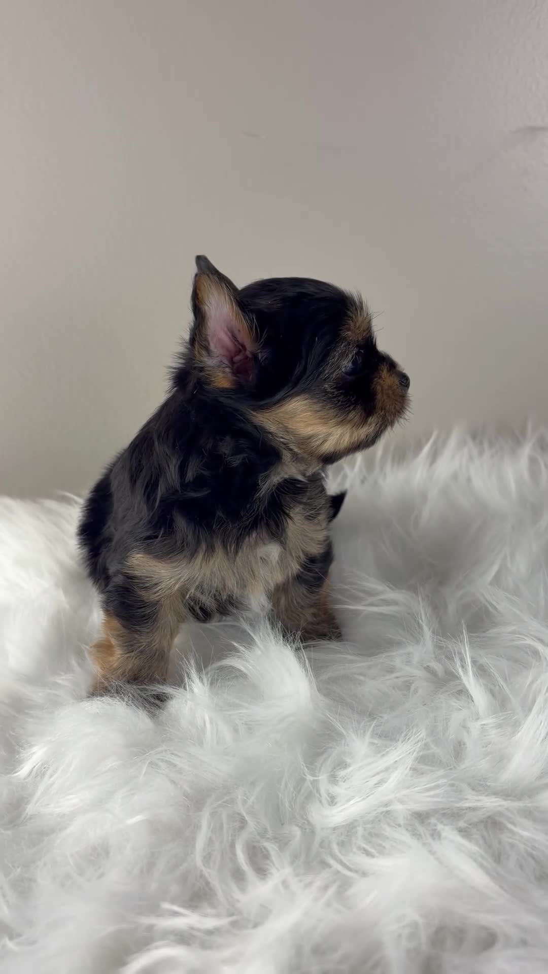 Yorkshire Terrier dogs for sale: Mikey - Video 1