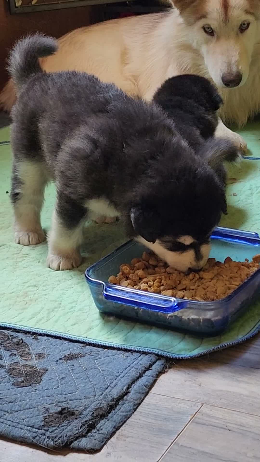 Alaskan Malamute dogs for sale: Meet Hex, she is a red white akc Alaskan malamute female. Lovable and fun to play with.  - Video 4