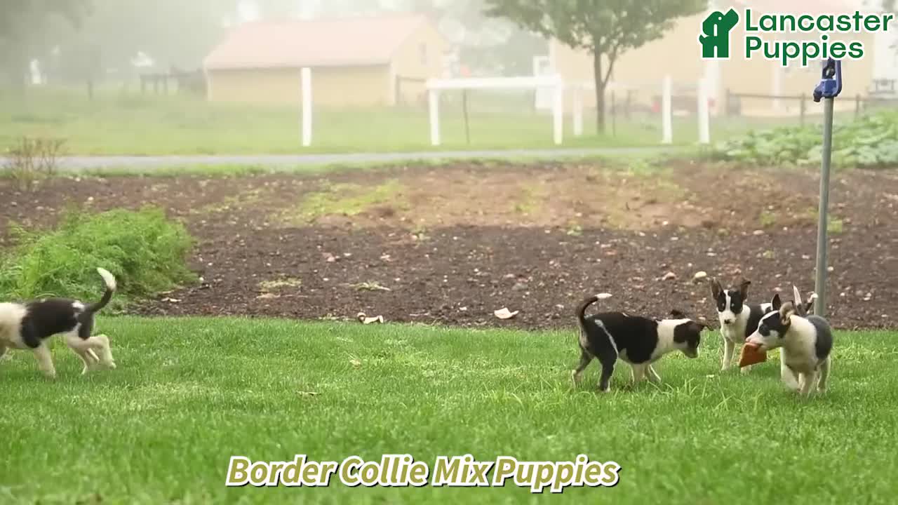 Mixed Breed dogs for sale: Finn - Video 1