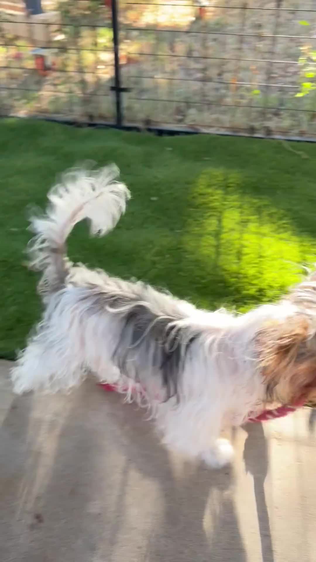 Yorkshire Terrier dogs for sale:  Anna Belle - Video 3