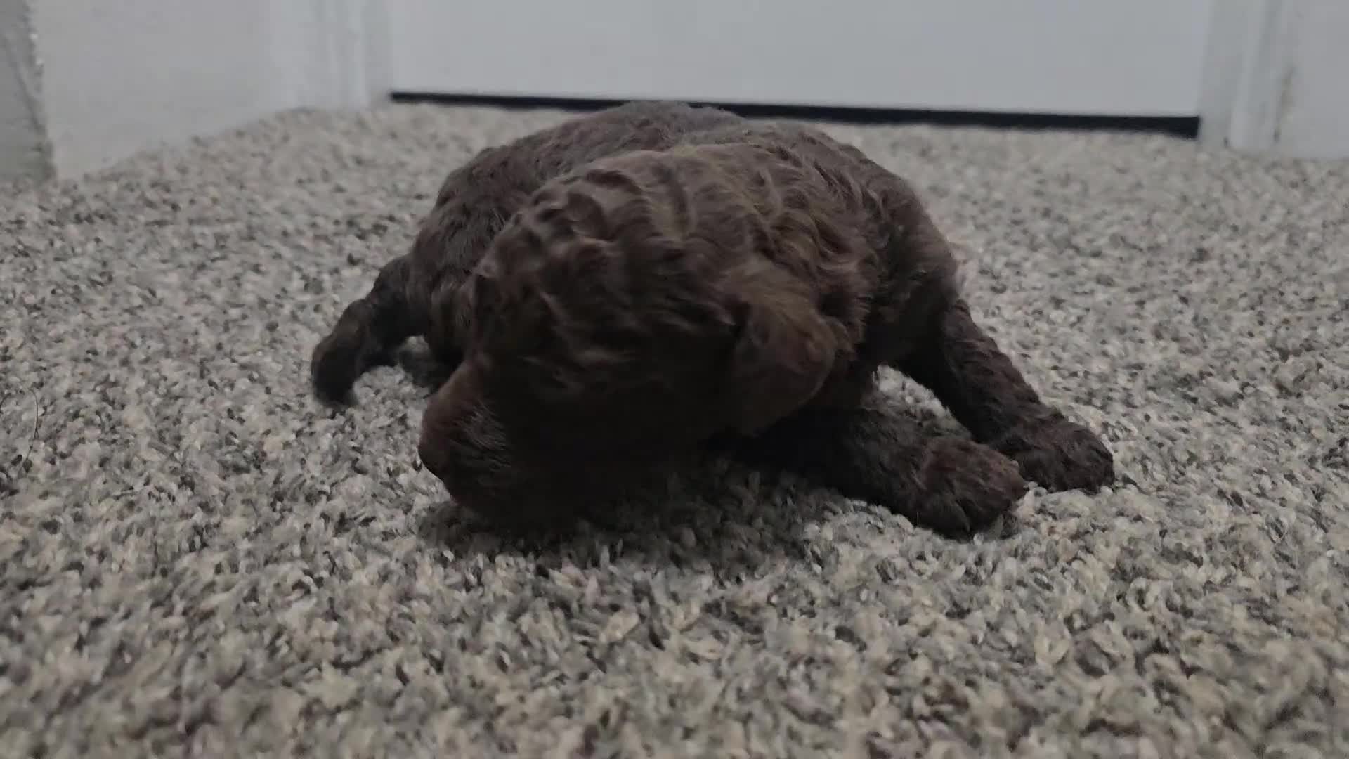 Standard Poodle dogs for sale: Jim Halpert - Video 2