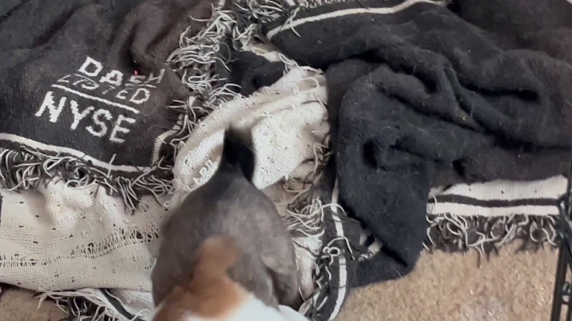 Mixed Breed dogs for sale: Chihuahua 2 - Video 1