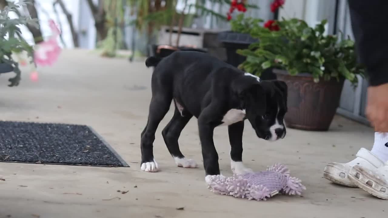 Boxer dogs for sale: Fido - Video 1