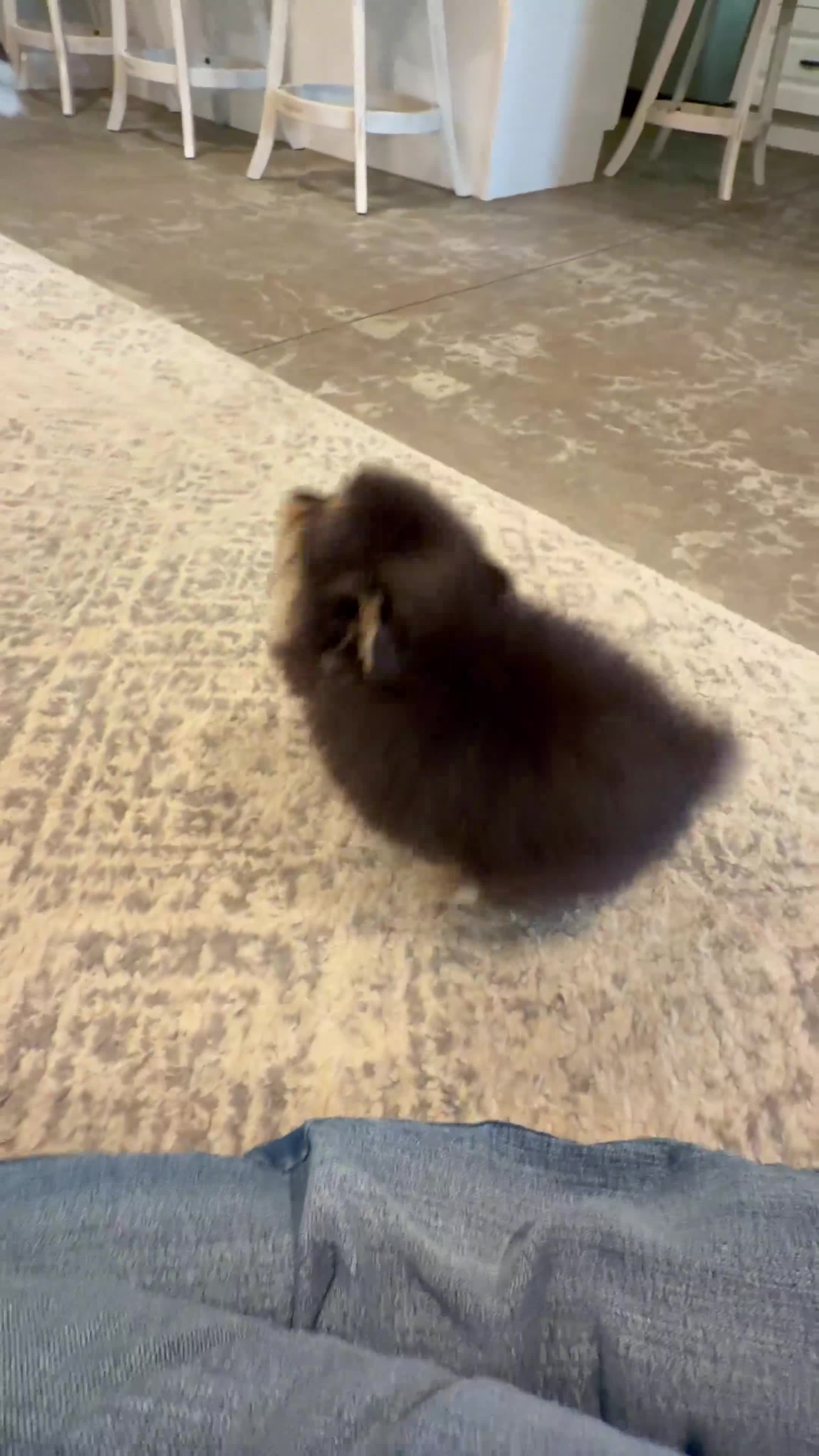 Pomeranian dogs for sale: Dash AKC - Video 1