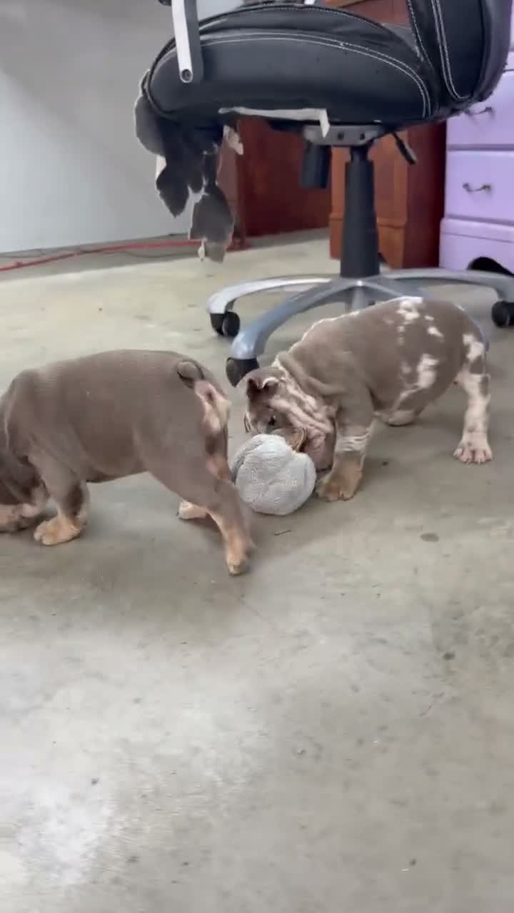 English Bulldog dogs for sale: Eden - Video 1