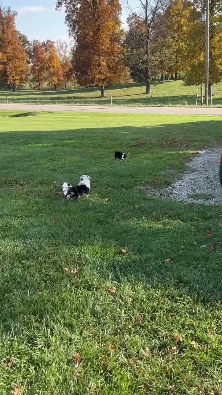 Miniature Australian Shepherd dogs for sale: Theo - Video 3