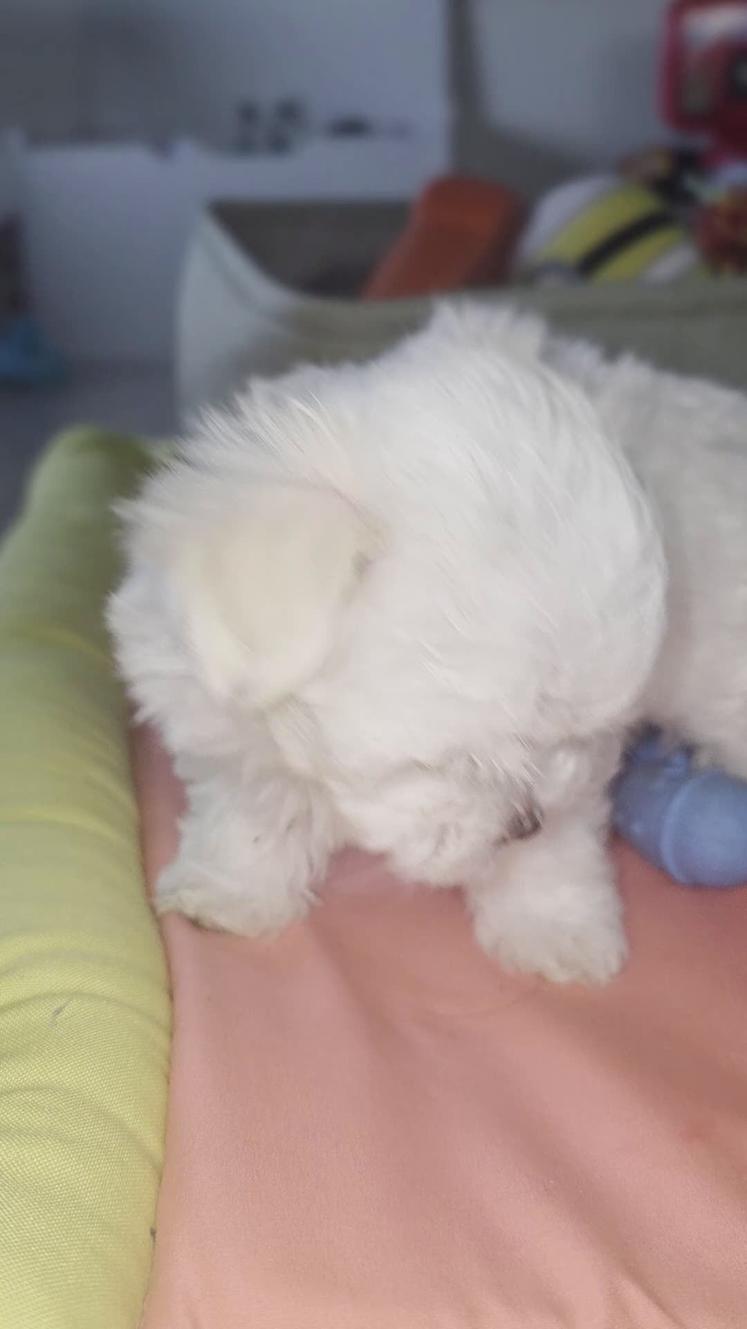 Maltese dogs for sale: 🐶 Exceptional Male Maltese Puppy – Smallest of the Litter - Video 1