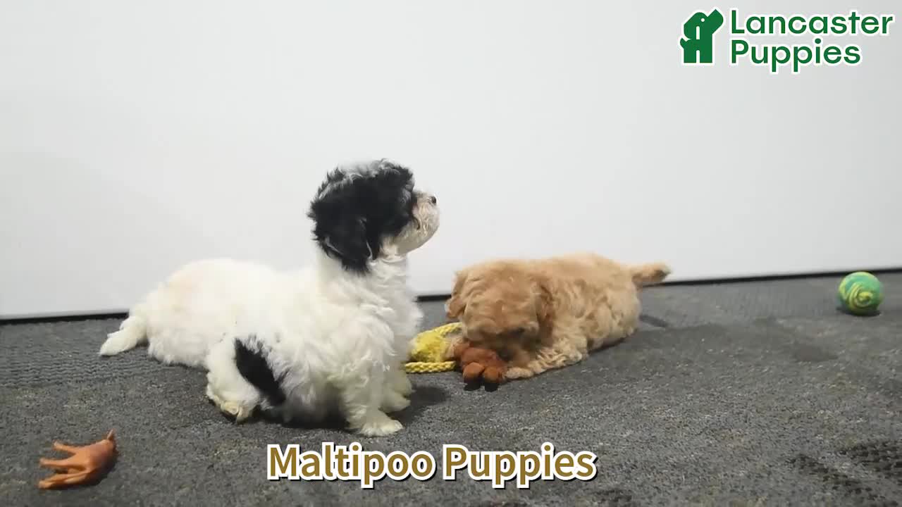 Maltipoo dogs for sale: Nora - Video 1