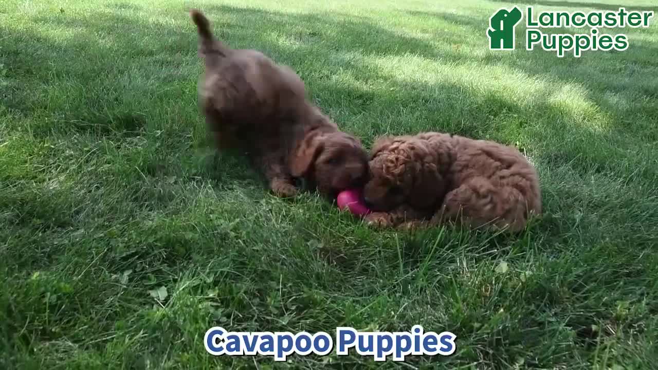 Cavapoo dogs for sale: Rover  - Video 1