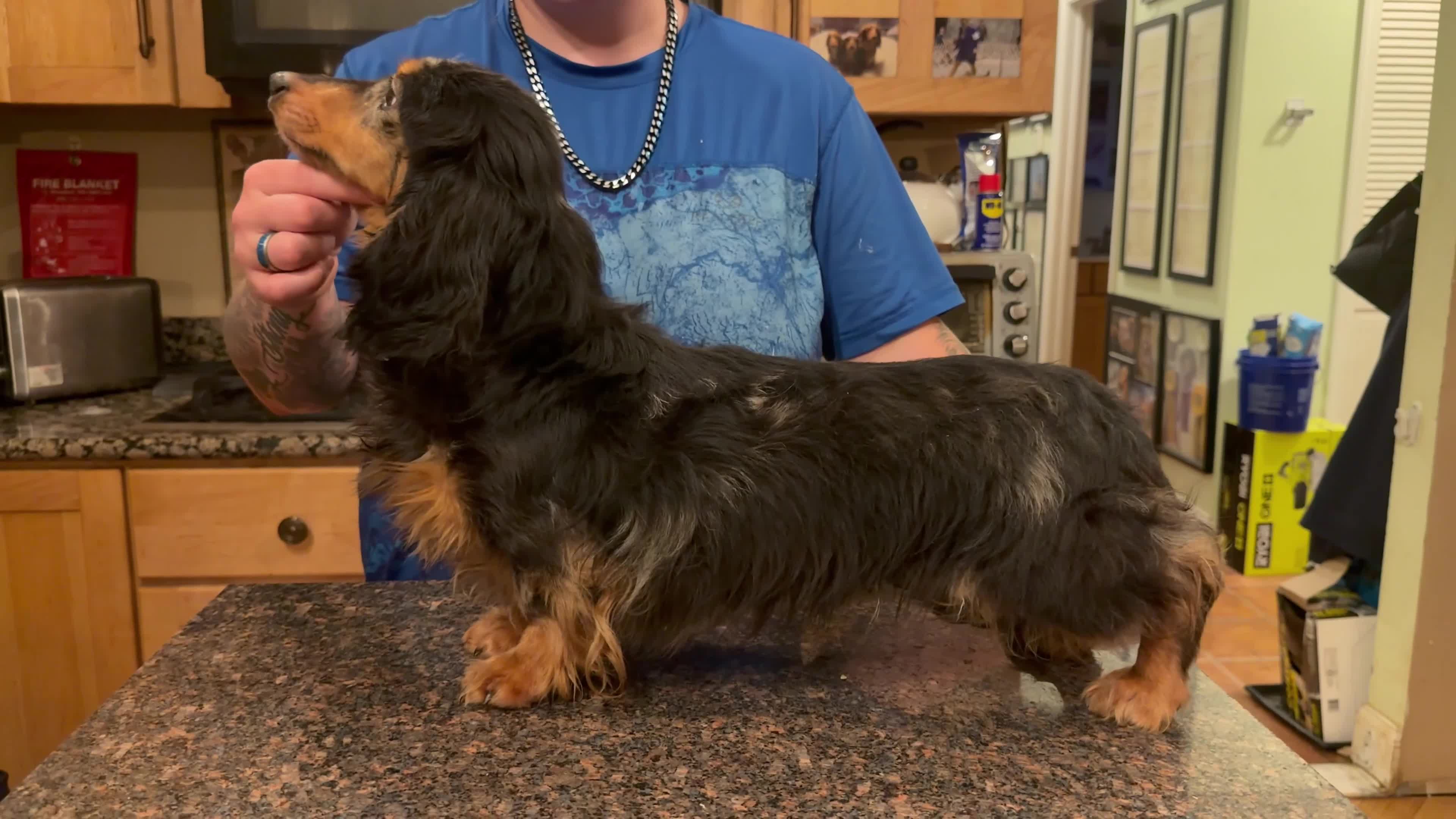Miniature Dachshund dogs for sale: Champion sired Russian AKC boy - Video 3