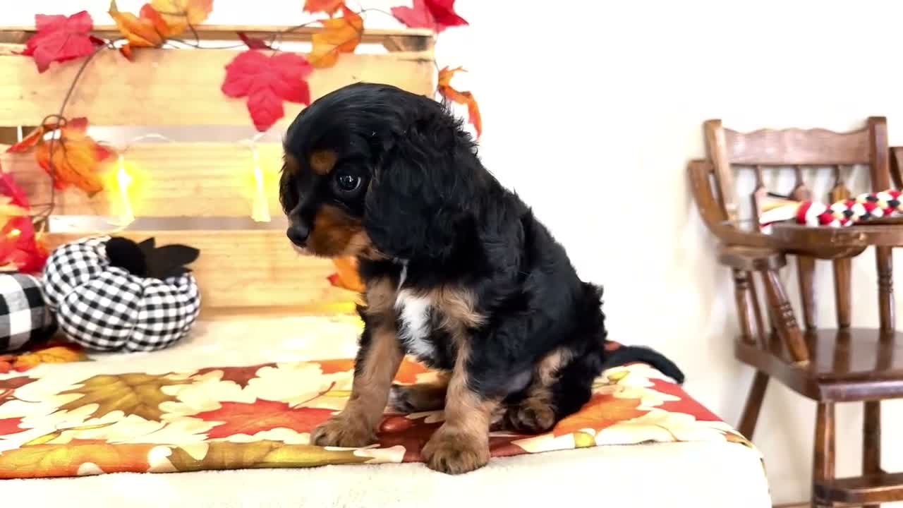 Cavalier King Charles Spaniel dogs for sale: Ian - Video 1
