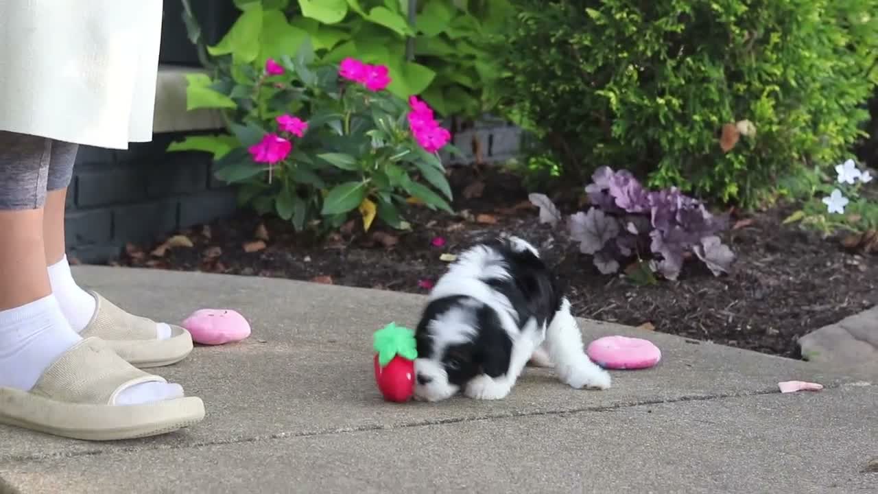 Cavapoo dogs for sale: Lacey - Video 1