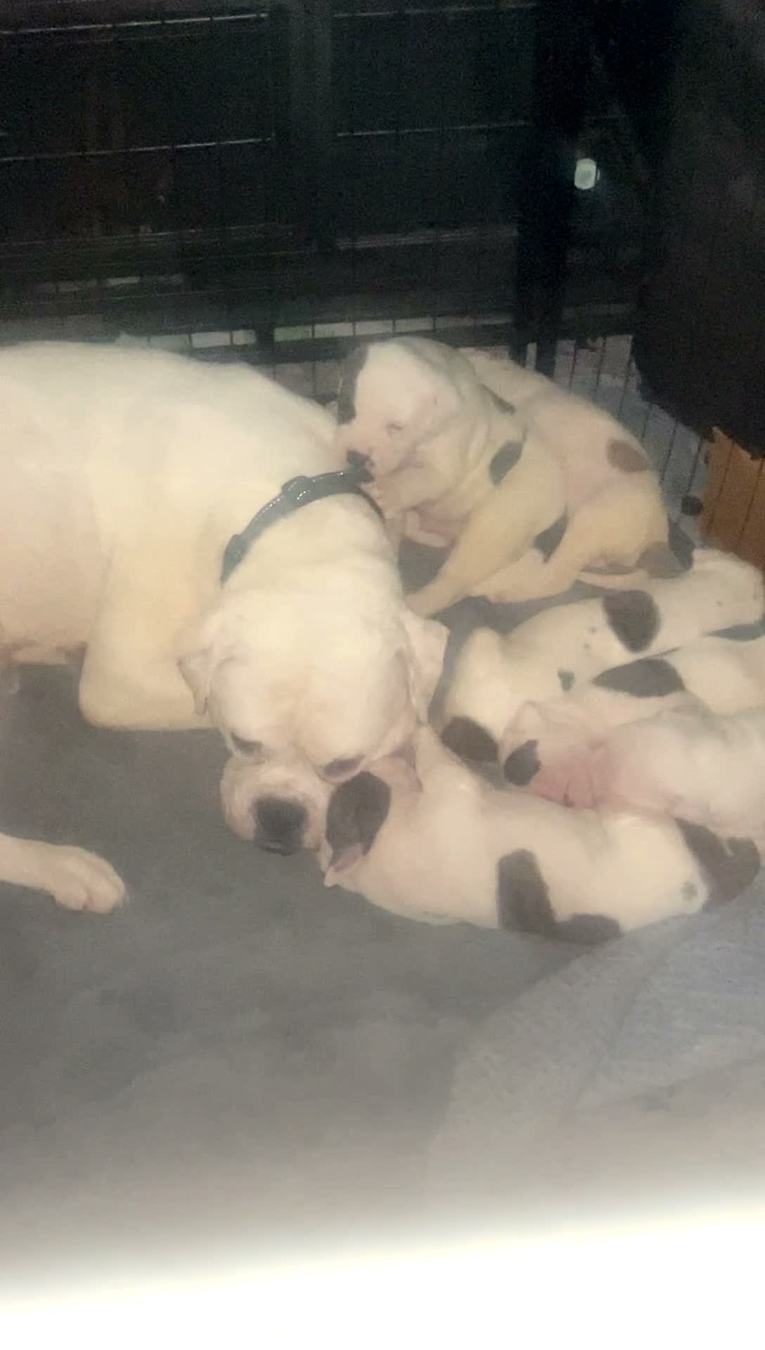 American Bulldog dogs for sale: American Bulldog 1 - Video 2
