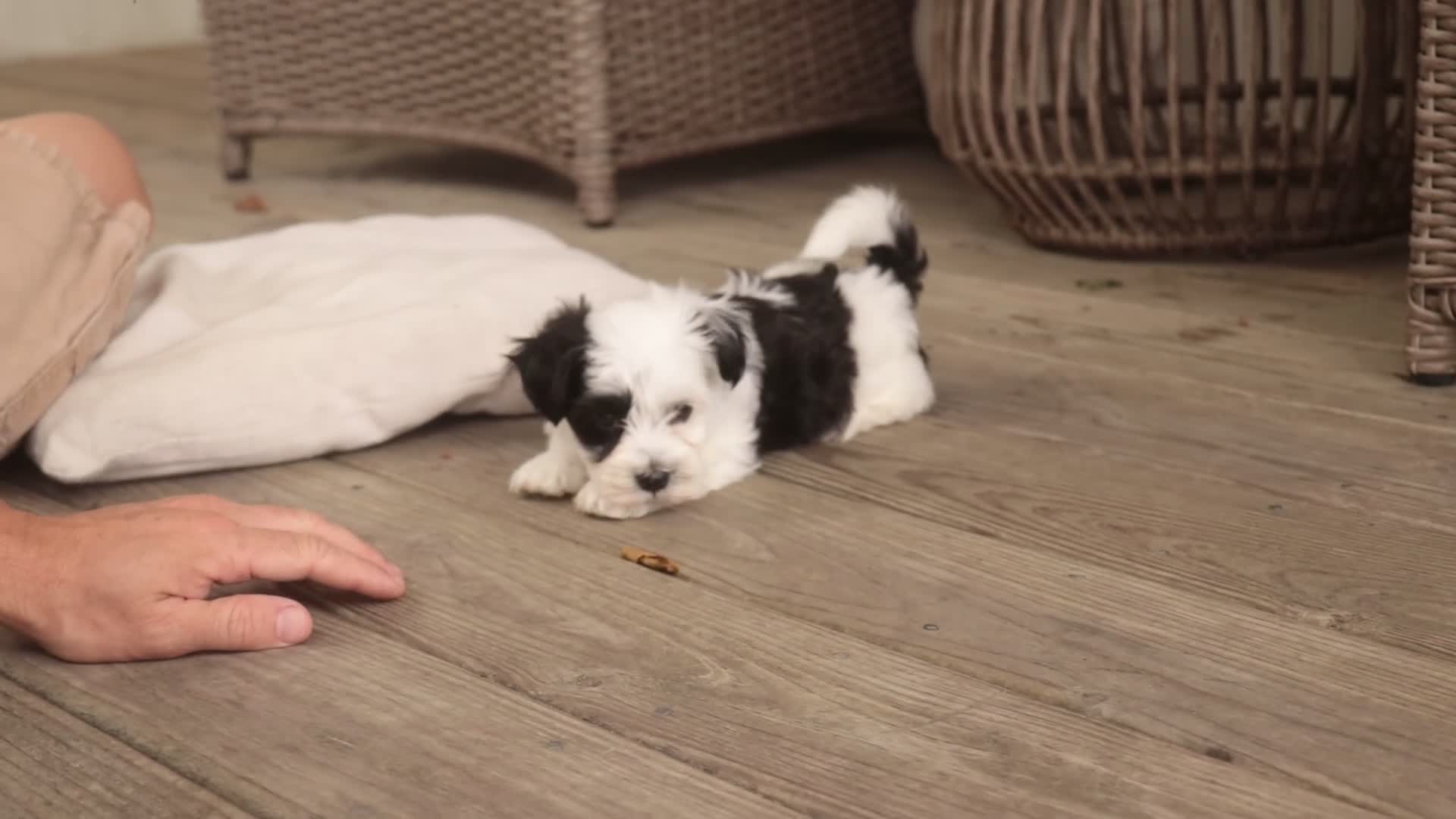 Havanese dogs for sale: Penny Havanese  - Video 2